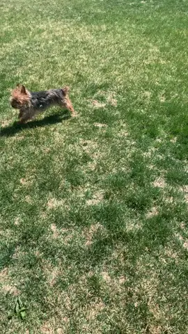 #fyp #doggy #park