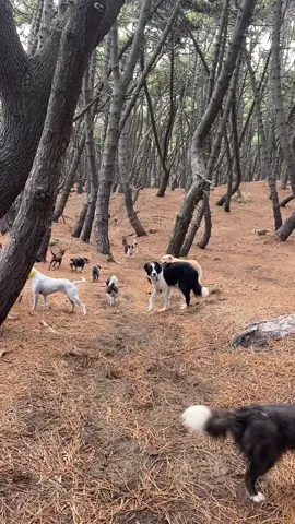 This scenery 😍 #fy #fyp #nz #newzealand #forest #forestdogs #adventuredogs #packwalk #lotsofdogs #dogwalking #adventure #puppies #dogs #dogsoftiktok
