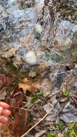 Slippery spotted salamander eggs! Happy spring! #nature #wildlife #forest #salamander