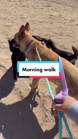 Gracie slowly learning how to walk on a leash #fyp #OneStepCloser #puppiesoftiktok #az #rescuetiktok #strays #puppies #dogsoftiktok #rescue #Siblings