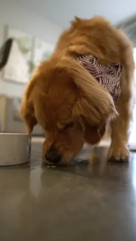 DIY Dog Popsicle #goldenretrieverlife #dog #DIY