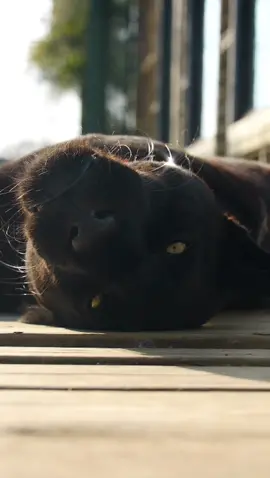 Maya relaxing in the sunshine ✨ #jaguar #blackjaguar #relaxing #sunshine #fyp #thebigcatsanctuary #bigcat #bigcatsoftiktok