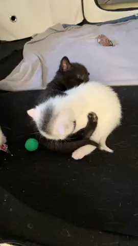 4 weeks old foster kittens #fyp #foryou #foryourpage #cat #rescuecat #meow #catsoftiktok #Love #cute #adoptmecatrescue #funny #lovecat