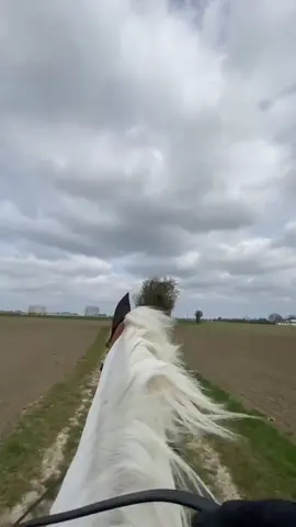 We had so much fun today in our new bitless bridle❤️ Can’t wait for the next ride❤️ IG: ida_flower_spot 🌟 #dressage #pony #horse #tiktok #foryou #fy