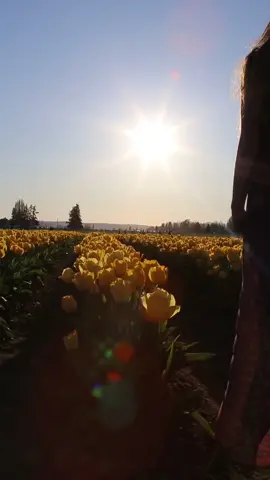 Tulips and golden hour #springvibes #pnw #tulips #goldenhour #wa