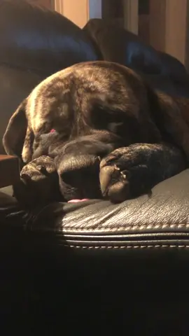 Hardcore puppy dreams ❤️ #Mastiff #tweaker #fyp #dogsoftiktok #Bear #viral #Oregon #funnyvideos #bigdog #doglover #justletmesleep #dreamer #remcycle