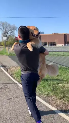 Surprise hugs #goldenretrieverlife #dog #hug #jk9harness