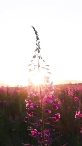 Take a second to breathe in the air surrounded by fireweed in Kodiak National #WildlifeRefuge, Alaska 📷 Lisa Hupp / USFWS #cottagecore #nature