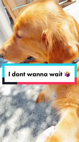 For some people he’s just a dog, but he’s my best friend and he enjoys lunch too, okay?! #mybestfriend #calmsmedown #idontwannawait #ilovehim #fyp