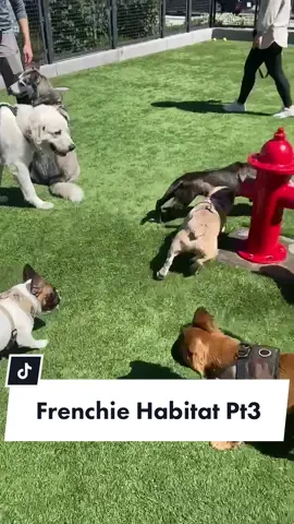 Reply to @kingdomschoice so vicious #vaccinatedfor #DoritosDuetRoulette #replytocomments#frenchiesoftiktok