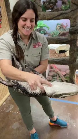 Davie is a cutie but still in no way a pet 🐊 still really cute tho 🤪 #alligator #invasivespecies #thereptilezoo