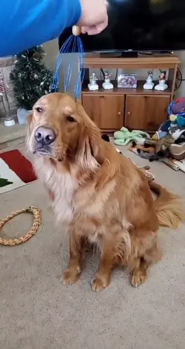 #fyp #foryou #goldenretrieverlife #goldenboy #goldenuniqueboy @winston_thegoldenboy
