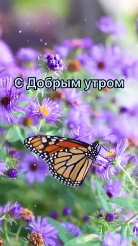 #доброе #доброеутро #сдобрым #сдобрымутром #утро #доброгоутра #доброгоутречка