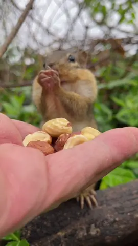 Mooshy really didn’t want anymore food for the day he just wanted to clean himself and hang out with me #mooshy #loveyou #bff #cute #chipmunk