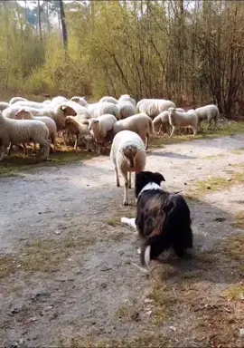 Klakklakklak 💕 Tessa #bordercollie #sheep #herding #fyp