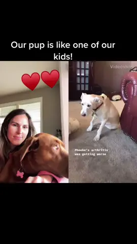 #duet with @devonchristensen5 check out my friends pup #dog #pettiktok #dogtiktok #TikTokGGT #dogtiktok