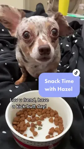 Luv u, frend 🐶 #fyp #SnackTime #inspirational #MentalHealth #snack #snacktime #TikTokGGT #chiweenie