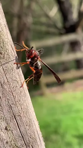 This doofus took some of our porch paint lol, what’s she gonna do with paint? Paint her nest cubbies? That ain’t wood babes! #paperwasp #wasp #friend