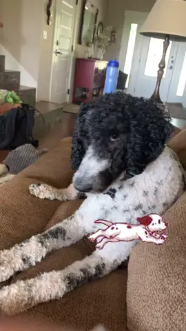 Mans best friend