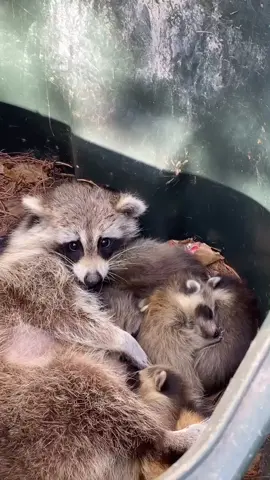 BIG BABIES #raccoontok  #TikTokGGT #fyp #raccoons #cubs #wildlife #animals#nature