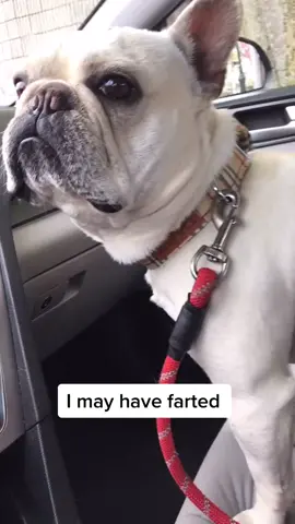 #frenchiesoftiktok #TikTokGGT