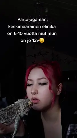 Yhtäkään liskoa ei vahingoitettu videota kuvatessa🦎 #partaagama #beardeddragon #menirikki