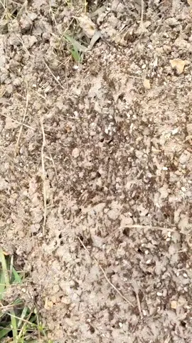 I love kicking ant hills... #amhomeinspections #inspector