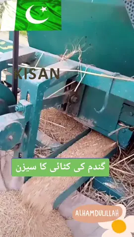#گندم_کی_کٹائی_کا_موسم #beautiful #🇵🇰❤️ #pakistan #mera_pakistan #پاکستان_زندہ_باد