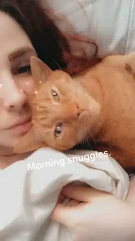 Good morning from Gregg. #catsoftiktok #cat #furbaby #myboy #orangecat #new #snapchat #fyp