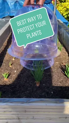 How to speed up and protect plant growth using a cloche #didyouknow #LearnOnTikTok #plants #plantdad #PlantTok