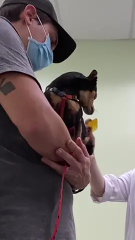 Primeira sessão de acupuntura da Bica #acupuntura #pet #dog