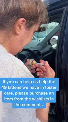#fosterkittens #fosterkittensoftiktok