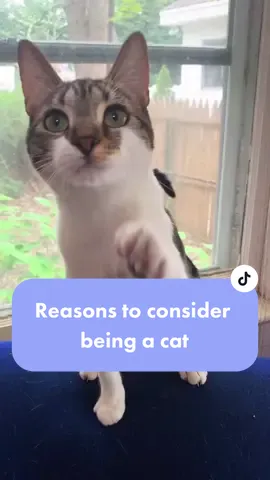 #cats #fyp