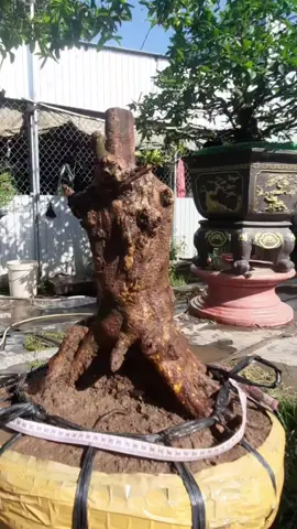 Mai vàng bonsai lùn lực 0933243550