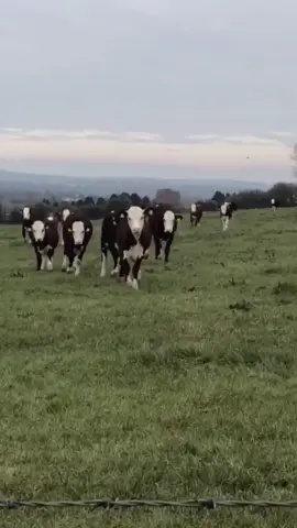 Irish TikTok summed up in one video 🤣🐮 (@fionabergin) #fyp #irish #ireland #irishtiktok #cows #cow #farm #farmer #irishcomedy #irishhumour #viral