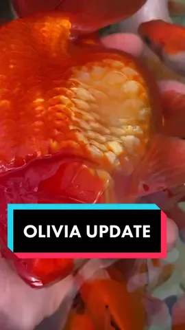 OLIVIA UPDATE: She really is getting a lot better guys! New scales coming in! #fish #goldfish #aquarium #fishtok