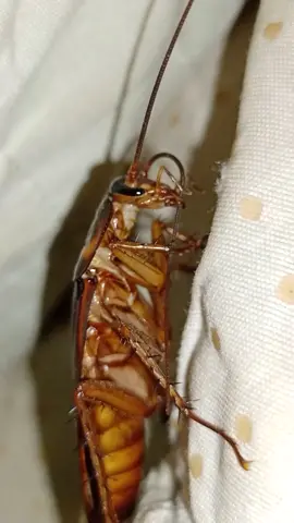 #tiktokph #fyp #fypシ #cockcroach I hate cockroach but I still film it closer😱😱😱