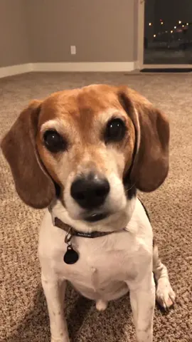 #beaglesoftiktok