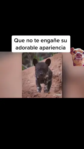 #dog #perro #africa #adorable #fy #fyp #foryou #fypシ #viral #followers