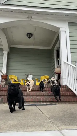 Reply to @paytonlwarren Who did it best? Pugs or retrievers? #MakeMomEpic #waitforit