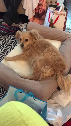 Shelby still loves her Christmas dog bed! #dogsoftiktok