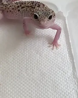 Эублефар улыбается 🙂