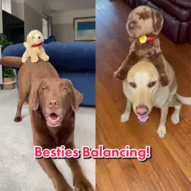 #duet with @dexterthebalancingdog  just two besties balancing each other! 🥰 #goodboy #dogsoftiktok #labrador