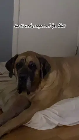 #doglife #louthemastiff #englishmastiff #whatsgoingon #lovemydog #mrsquishyface