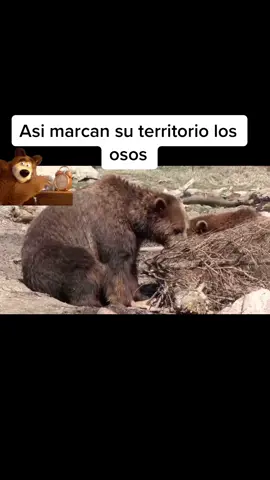 #bear #oso #for#foryou #viral#followers