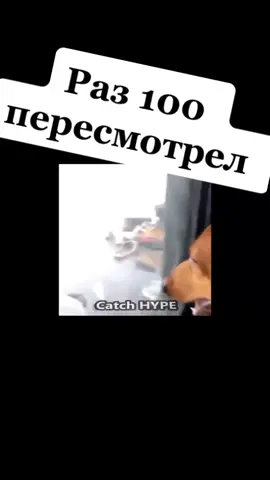 Извините, но я ору во все горло😂😂😂 #обезьянасмех #собака #ржака