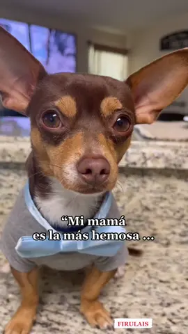 POEMA ESPECIAL PARA MAMÁ 🥰 #Poema #Chistoso #Mamá #10DeMayo #DiaDeLasMadres #Humor #Funny #DogOfTiktok #foryou #fyp #FIRULAIS🐕 #lizvall10