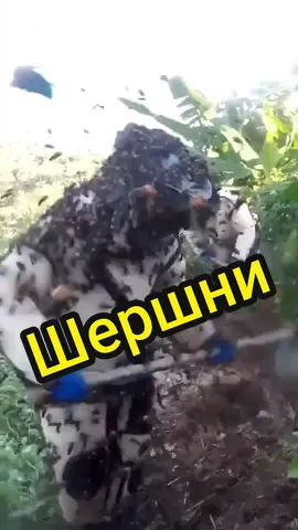 #stitch с @cestbonyi #переписка пригласили поснимать 🦊😡 #шершень #опасно #костюм #укус #рек #рекомендации #хочуврек