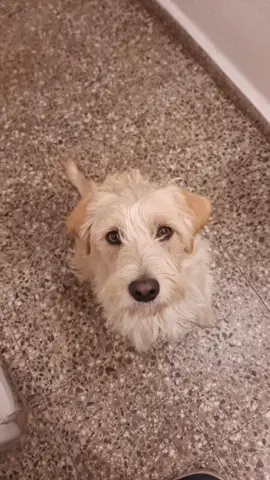 Se me quedó mirando todo el video😍 #uy #fypシ #maggie #trend #dogscute #xybza #parati #uruguaya #mascotasdetiktok #newtiktok #twd #perrostiktok