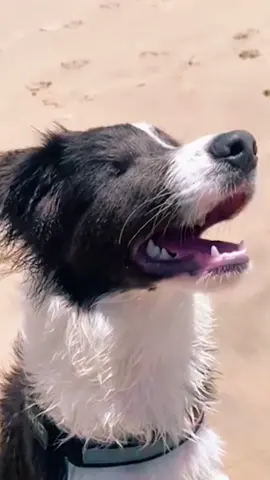 Blind dog has a fun day at the Beach 🏝 What a cutie ☺️ #dogs #blinddog #cutedogs #wholesome #beachvibes #dayatthebeach #fyp #summertime #doggy